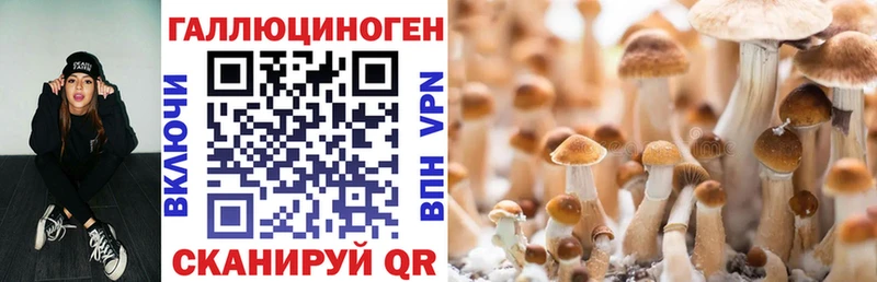 Псилоцибиновые грибы GOLDEN TEACHER  Купить  Дедовск 